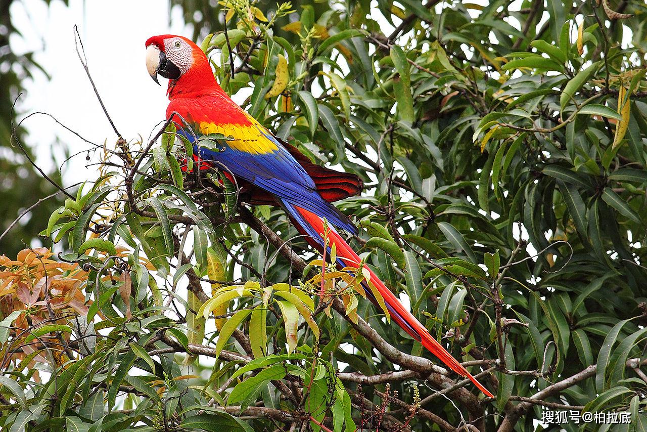 造物主的经典杰作:颜值爆表的鹦鹉明星_金刚