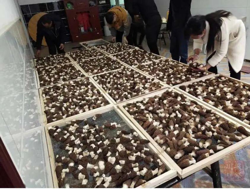 流口水阿坝州多地羊肚菌上市啦小编带你全方位解锁这道美味山珍