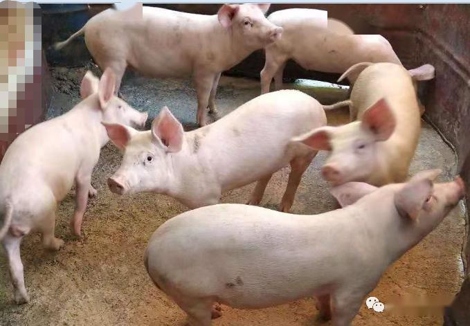 【国茂技术】怎么通过辨别猪尿的方法来判断猪群是否患病?