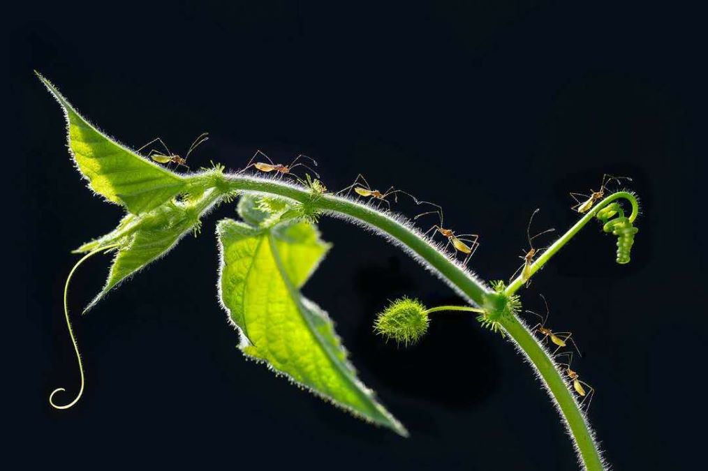 小小世界真奇妙一群初生的小猎椿在蔓藤上漫游,青嫩的蔓藤触须竭力往