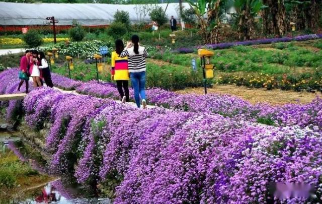 天府花海賞玫瑰△鳳鳴花谷品芍花△丹稜仁美摘桑葚△仁壽文宮吃杷杷