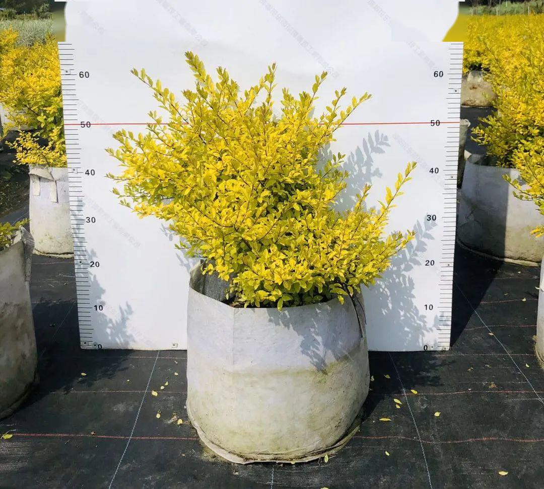 亮晶女贞 35美植袋亮晶女贞 50红盆景观效果图八宝景天 2加仑景观效果