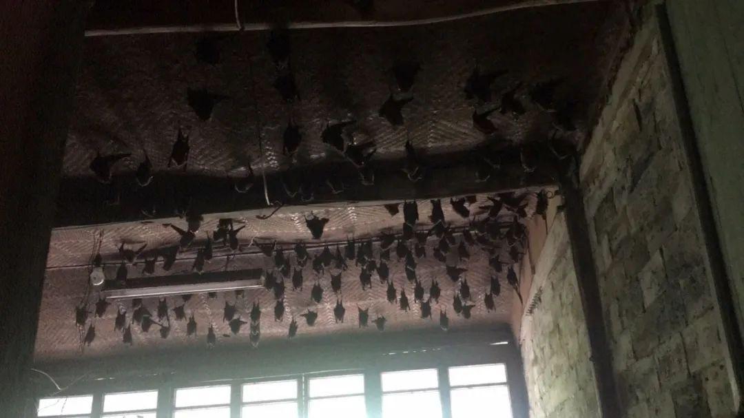 400多只蝙蝠入侵老宅,什么情况?黄岩大爷吓够呛