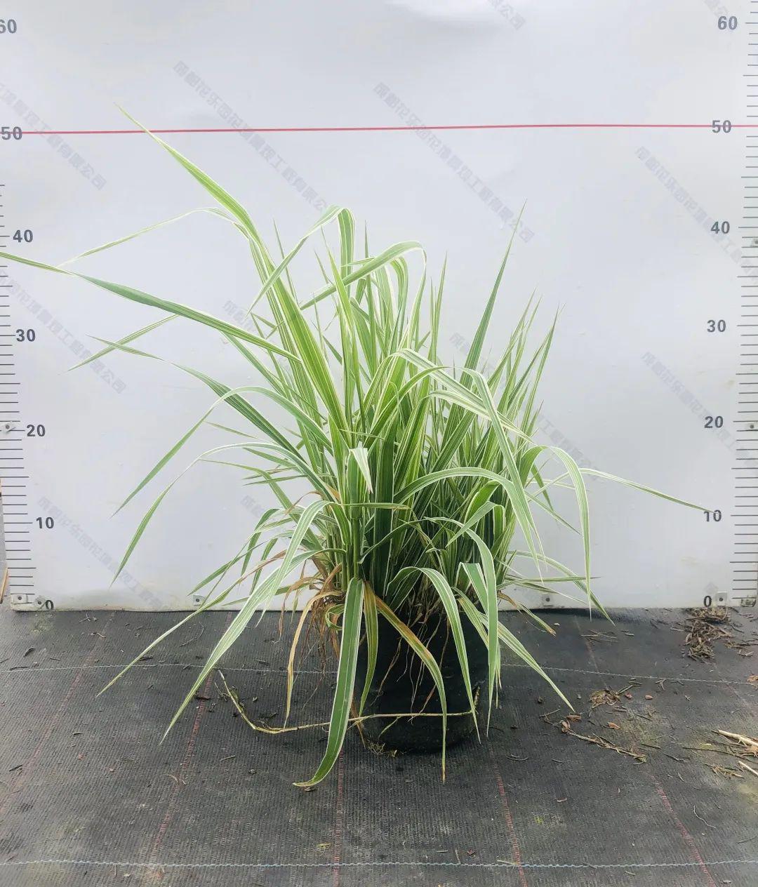 15双色杯金叶石菖蒲 3加仑凤凰绿苔草 26*21营养杯景观效果图亚马逊