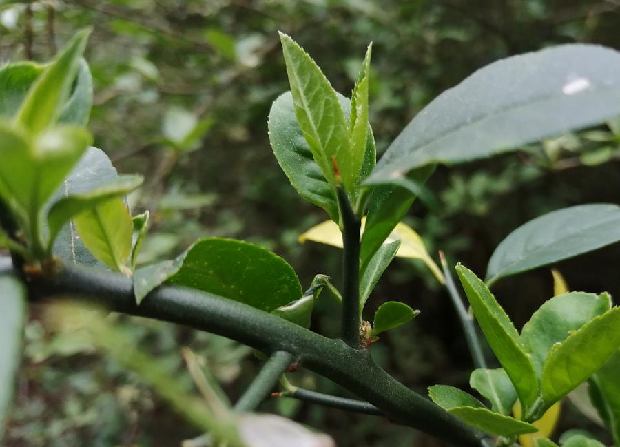 青刺尖,学名扁核木,形如其名,枝条上布满青色的大刺.