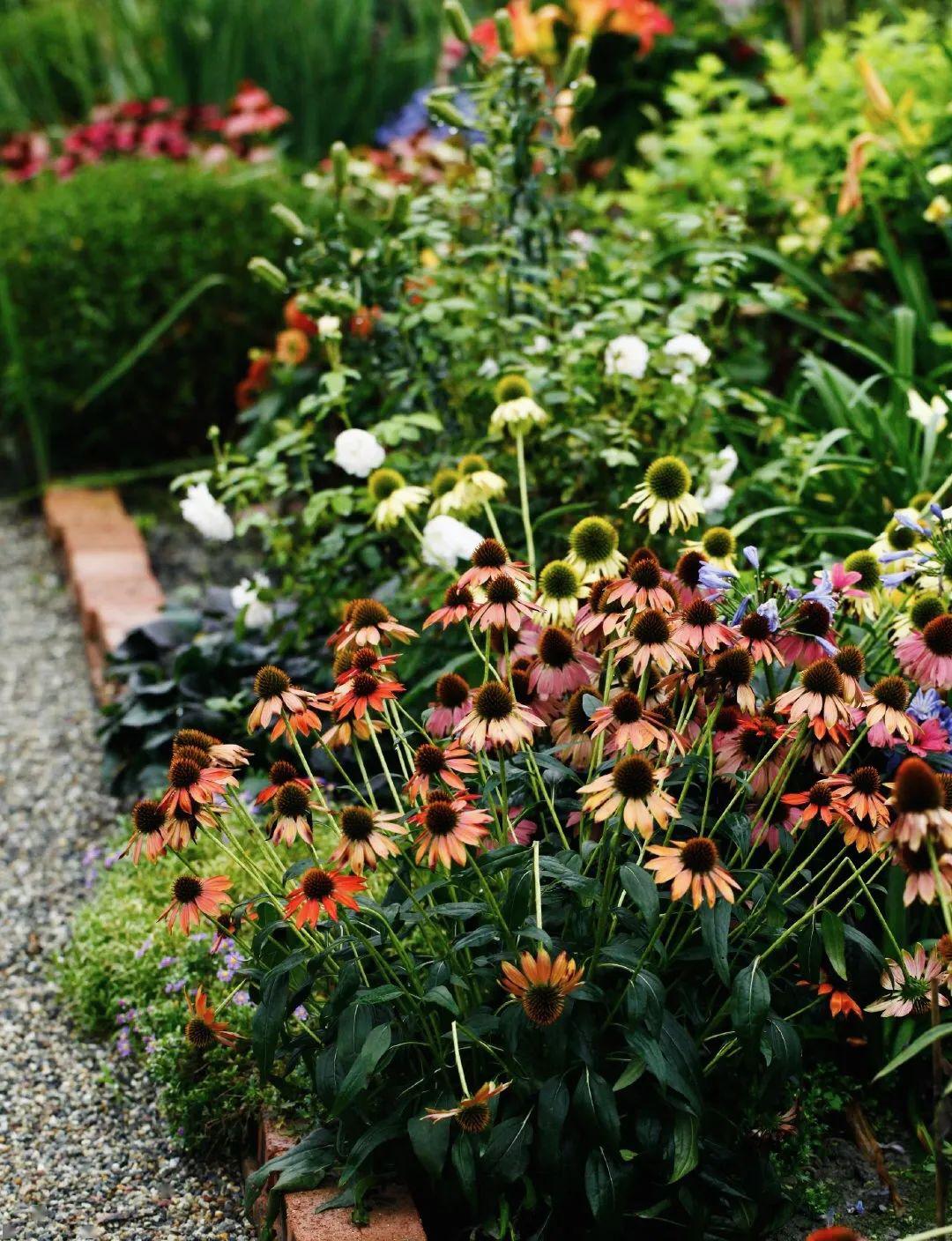 植物認知4月份花樂園花境植物集錦