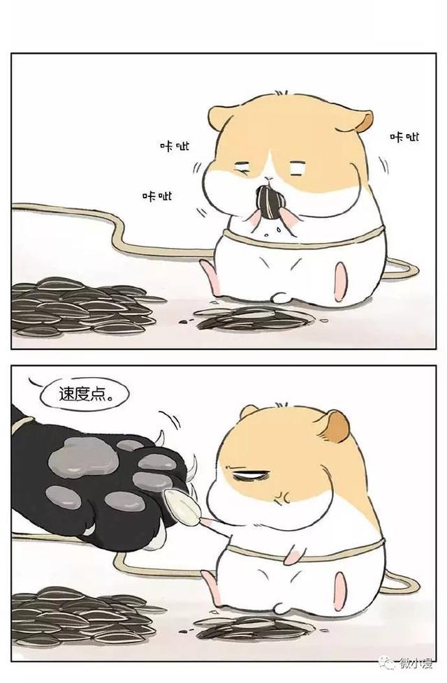 黑猫:小仓鼠我对你这么好,你感动吗?小仓鼠:不敢动(漫画)