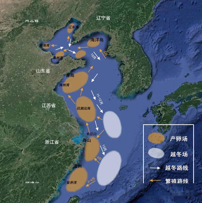 蓝点马鲛属于海水中上层洄游性鱼类,也是我国近海资源衰退背景下少数