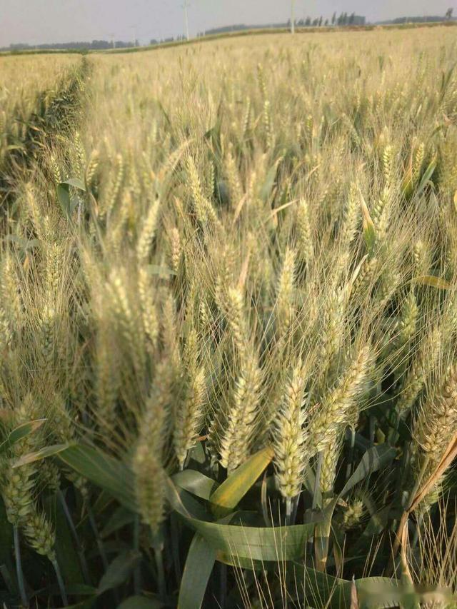 这个高抗赤霉病新品种最高亩产1711斤被称为中原第一麦