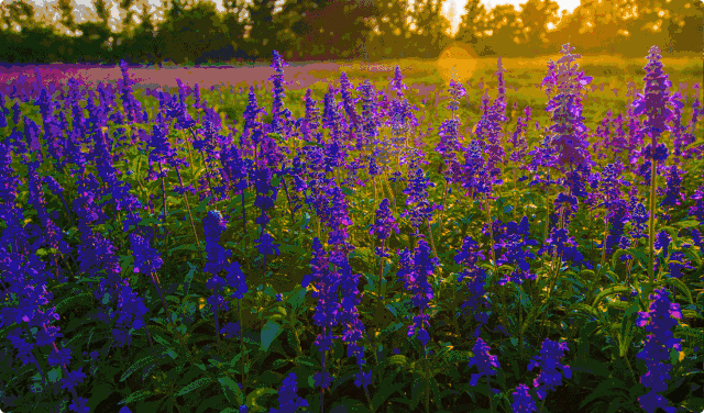 上和海悦府免费领日照花仙子门票百元加油卡