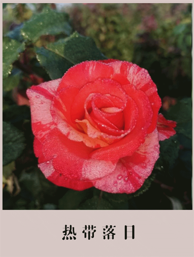 路醉花行,再没有什么比携手走过一道月季花廊更动人蓝天白云,红花芳草