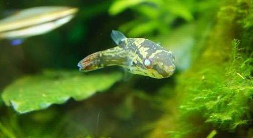 每日一鱼红尾娃娃狗头鱼尾巴的颜色红得醒目