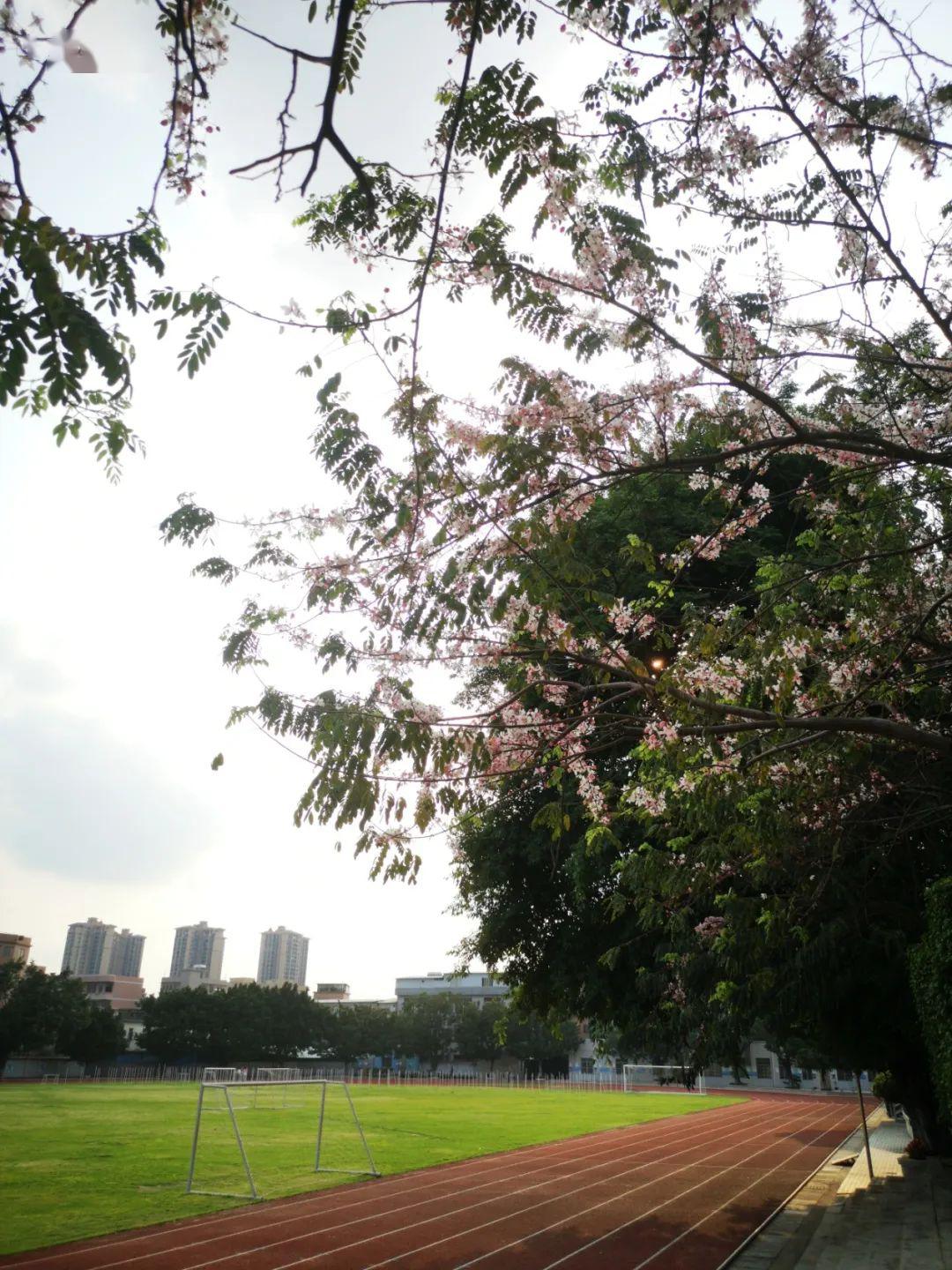 盐步中学同学们你好