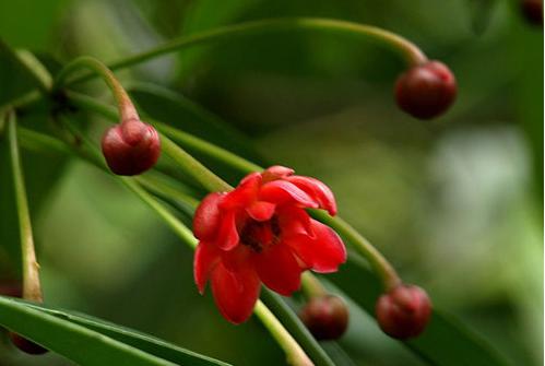 红茴香花图片