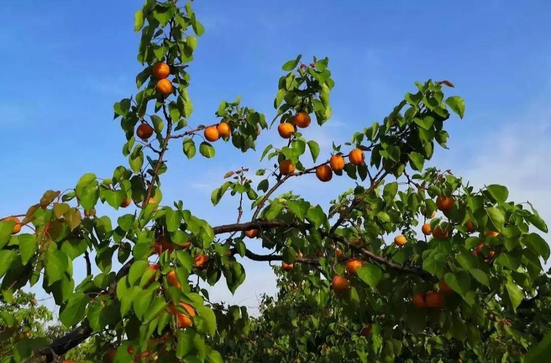 上来自山西杏乡的主要特产集美味和美貌的大黄杏优良产地孕育优质黄杏