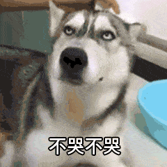 这些猫狗的照片我也就看了10000多遍