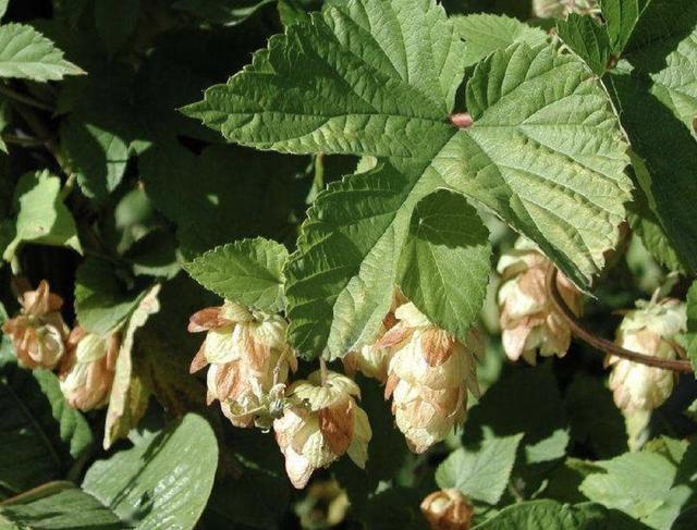 在山谷下,有1种"啤酒花",开出的花朵"美丽",植株也珍贵!