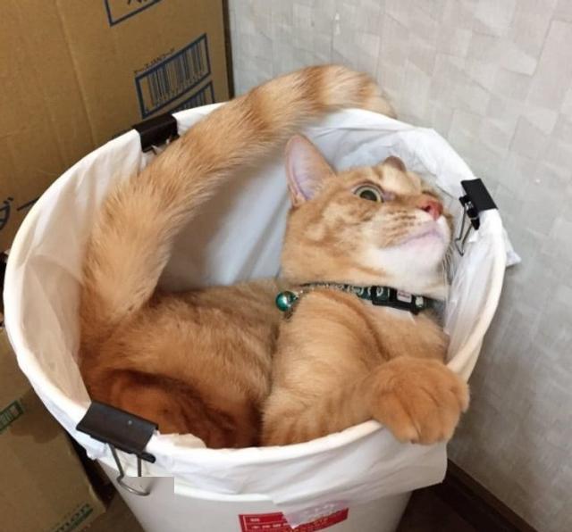 垃圾桶里什么迷住了猫咪猫咪翻垃圾桶背后的心酸