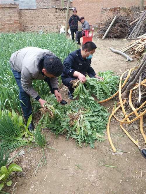 種植毒品原植物嫌疑人均表示自願剷除