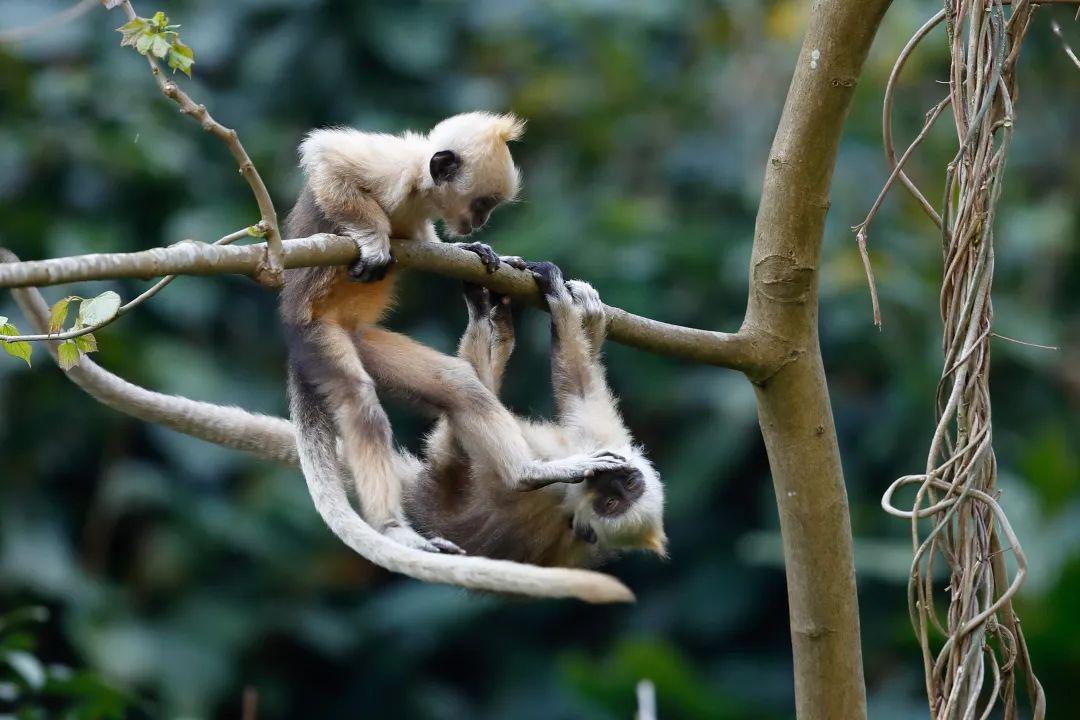 4·23世界读书日 | 每一眼,都是与全世界的一千二百分之一对视_叶猴