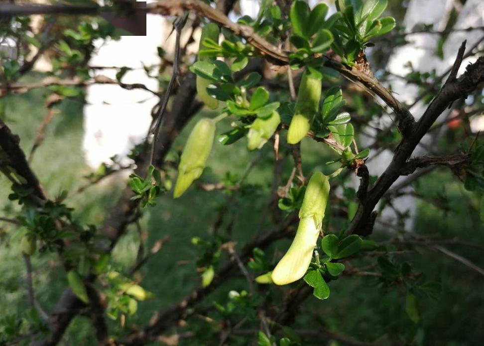 沙松尖,学名滇油杉,摘嫩叶,它是沙松树枝头长出的嫩绿色嫩芽,可以采来