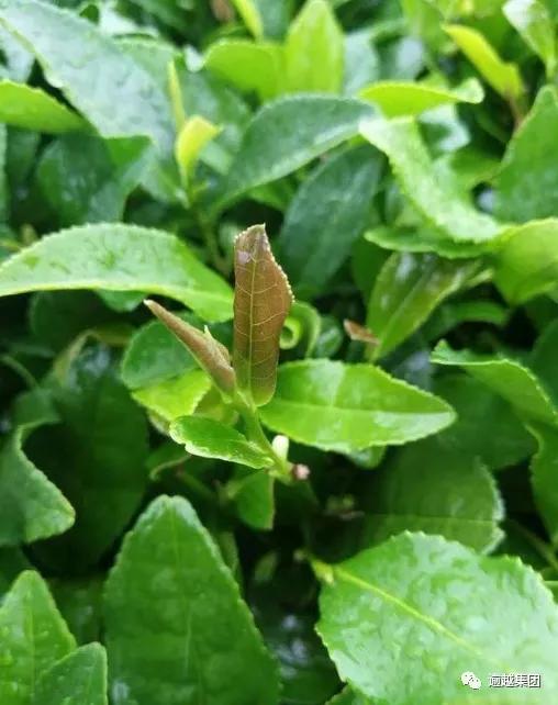 纯天然木本食用植物油——山茶油!_油茶