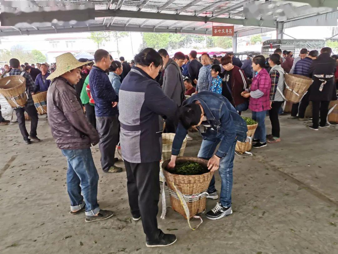 茶都名山茶农卖好茶有好价万古茶市交易忙