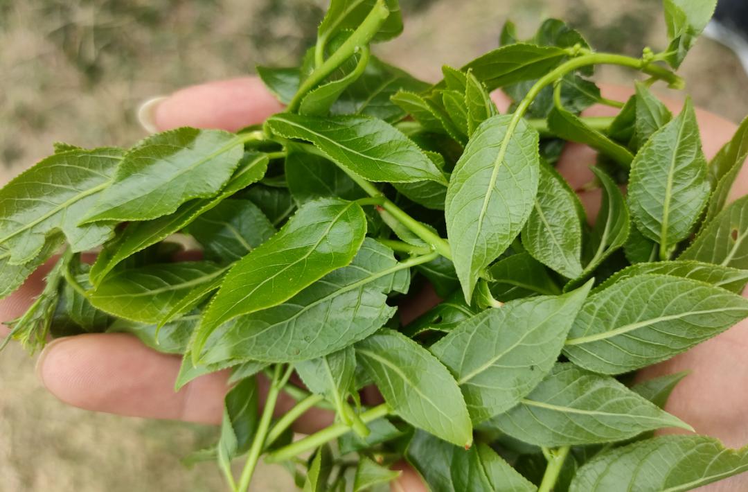 美食晋宁春末夏初六街野菜唤醒食客味蕾
