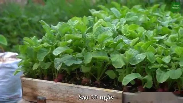 鸡蛋托就能种菜这么好的东西扔了就是浪费