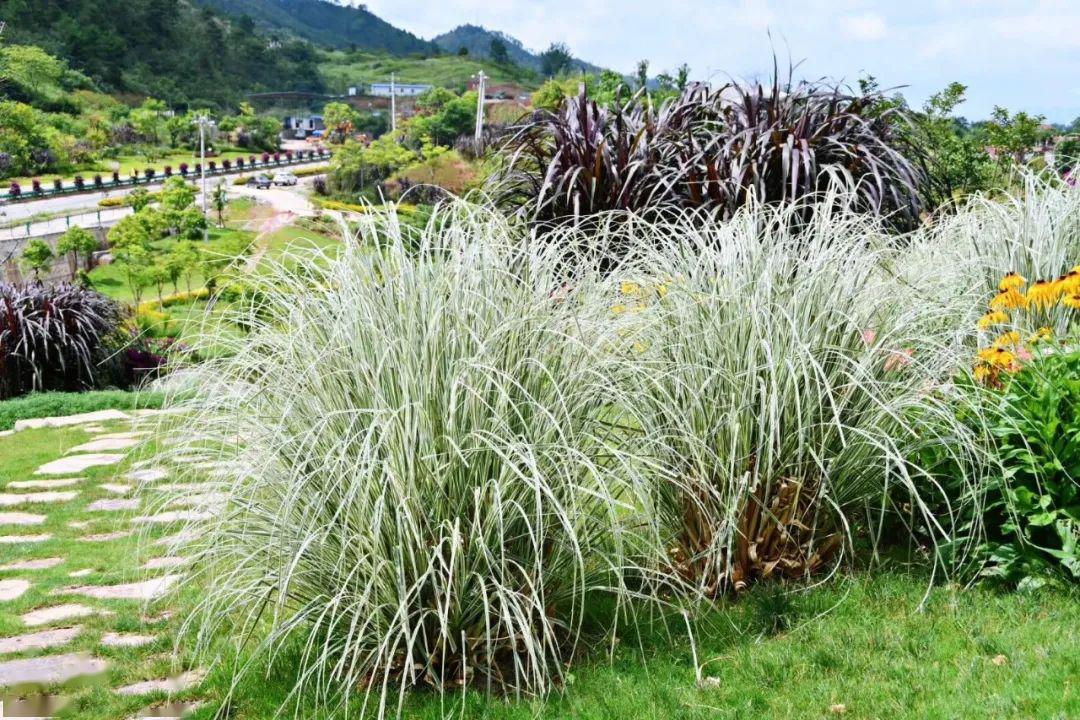 植物認知 | 4月份,花樂園花境植物集錦_景觀