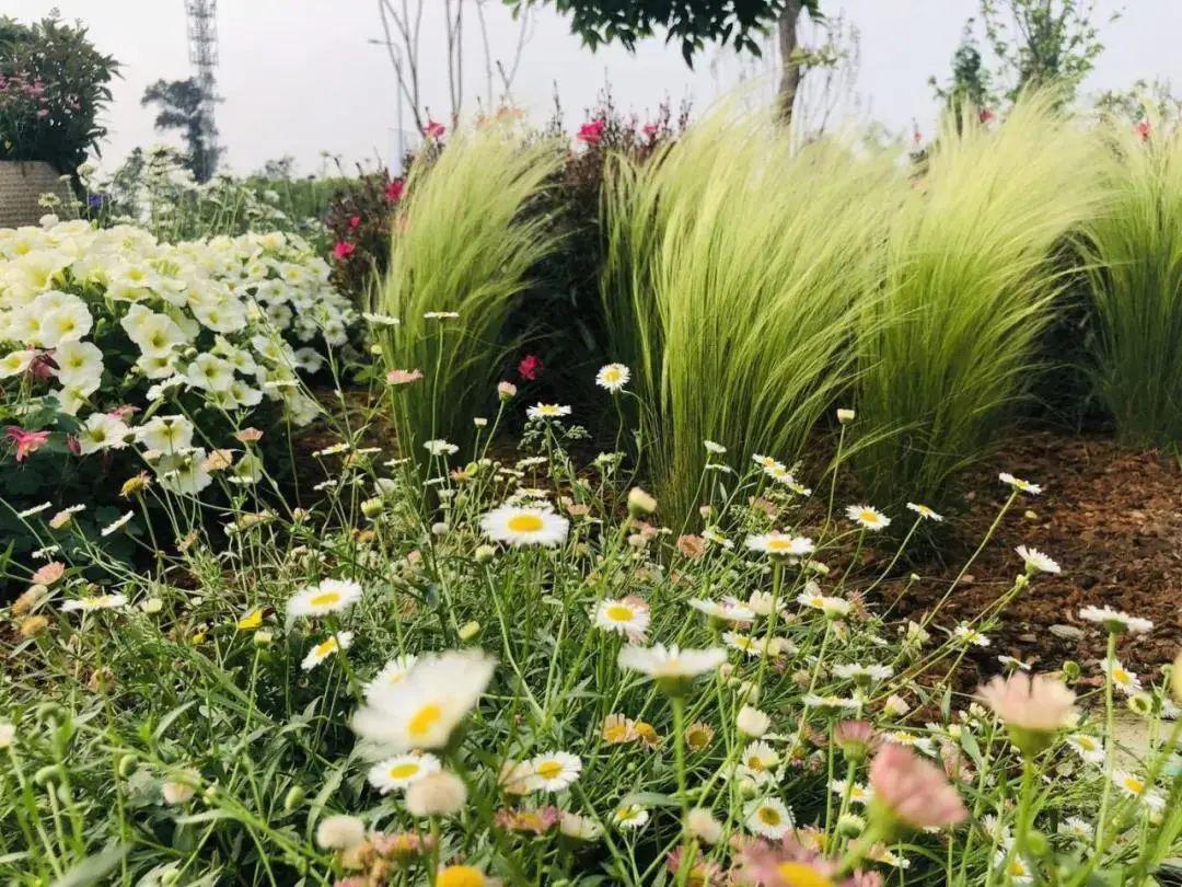 植物認知4月份花樂園花境植物集錦