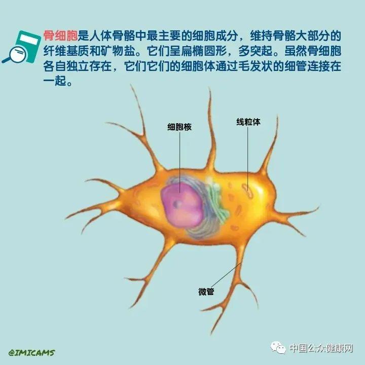 图说人体-07:骨骼里的细胞