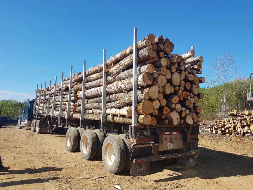 国外动态新西兰林业重新开始运作