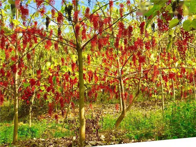 山桐子种植基地图片