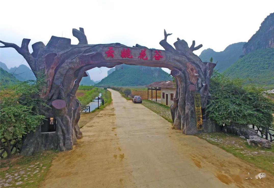 上林这个地方的紫色花海惊艳人间,你不能再错过!_姚花