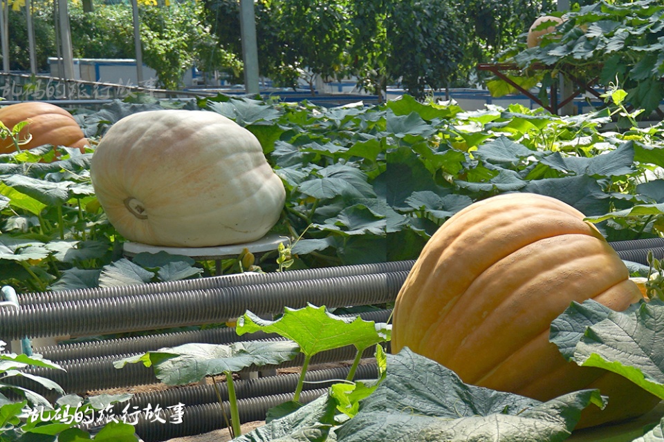 原创寿光蔬菜黑科技巨型南瓜价值6800元网络直播每天生长10余斤