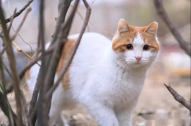 红出圈的北大猫c位之争有的卖萌有的靠卖惨