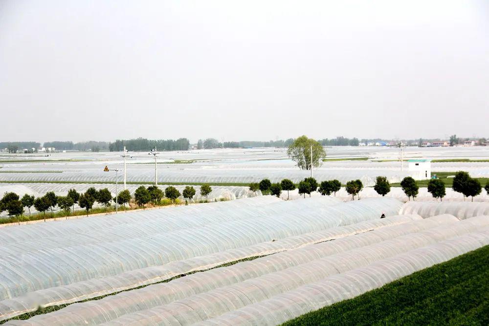 走到条河镇瓜一波瓜瓜乐