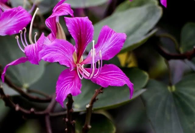 此树虽然满树红花,但由于雌蕊的柱头已退化,不能授粉育种,故花而不实