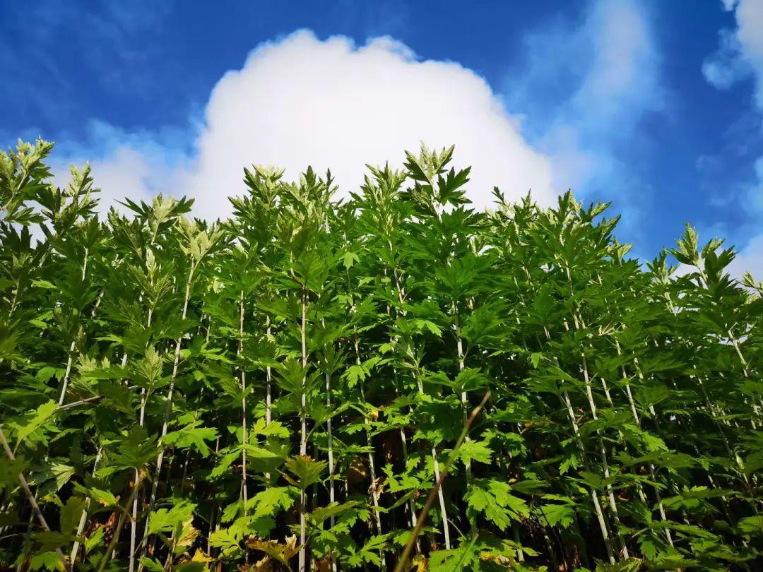 72 蕲春艾草,公认好艾艾叶以蕲艾的产量最高,质量最好,「相传他处艾