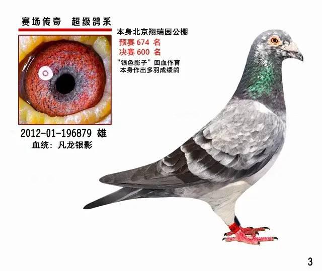 赛鸽出售詹森石板金友团队千元特比3542羽8名