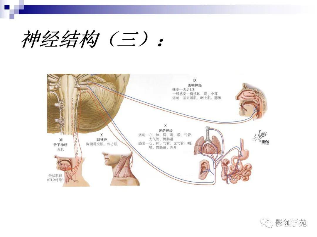 小脑扁桃体 解剖图片