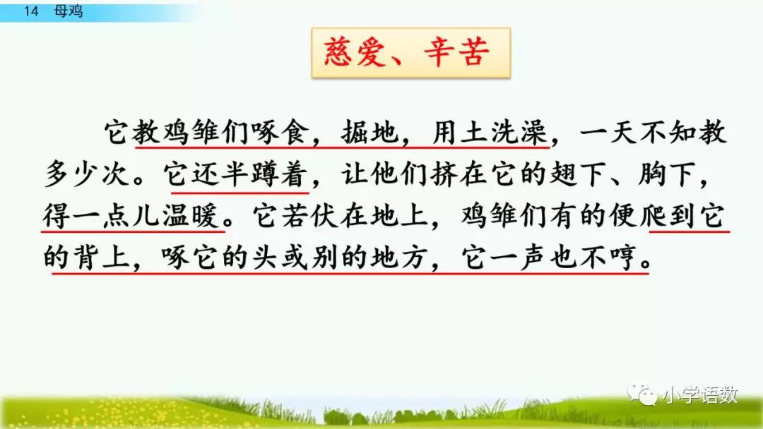 部編版四年級下冊第14課母雞圖文講解