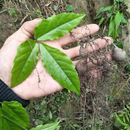 正是因為三葉青有這樣神奇的功效,而它對生長環境同樣有嚴格的要求