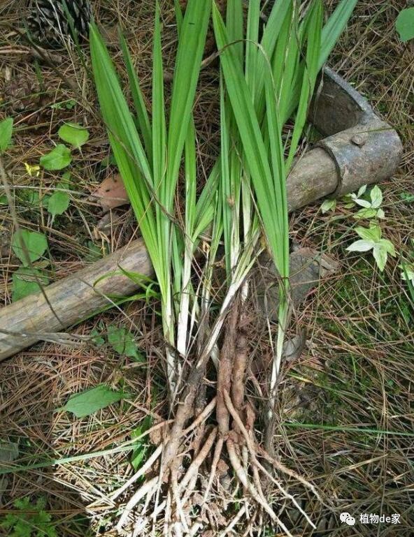 这野草,被中医称为补肾之宝,农村遍地是,遇见请重视!