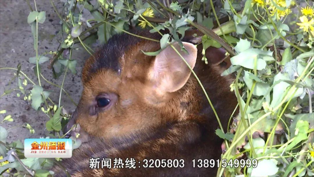 告诉记者,他是在自己种植的白芨和重楼地旁发现的这只野生动物幼崽