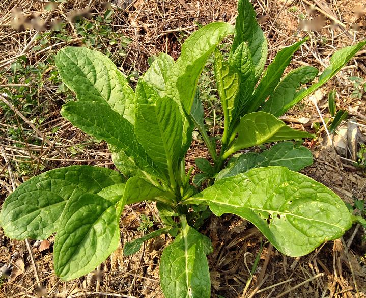 羊妈妈野菜图片大全图片