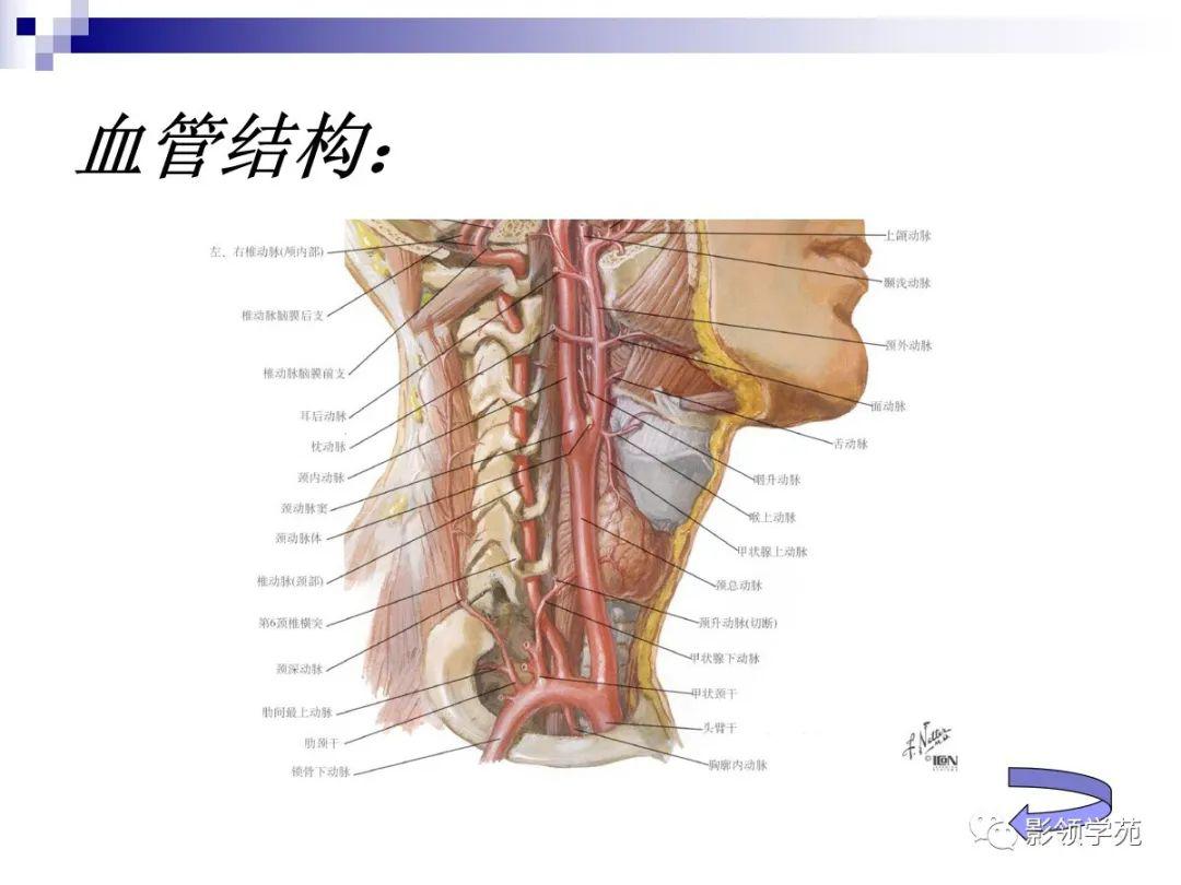 小腦扁桃體下疝畸形概述_chiari