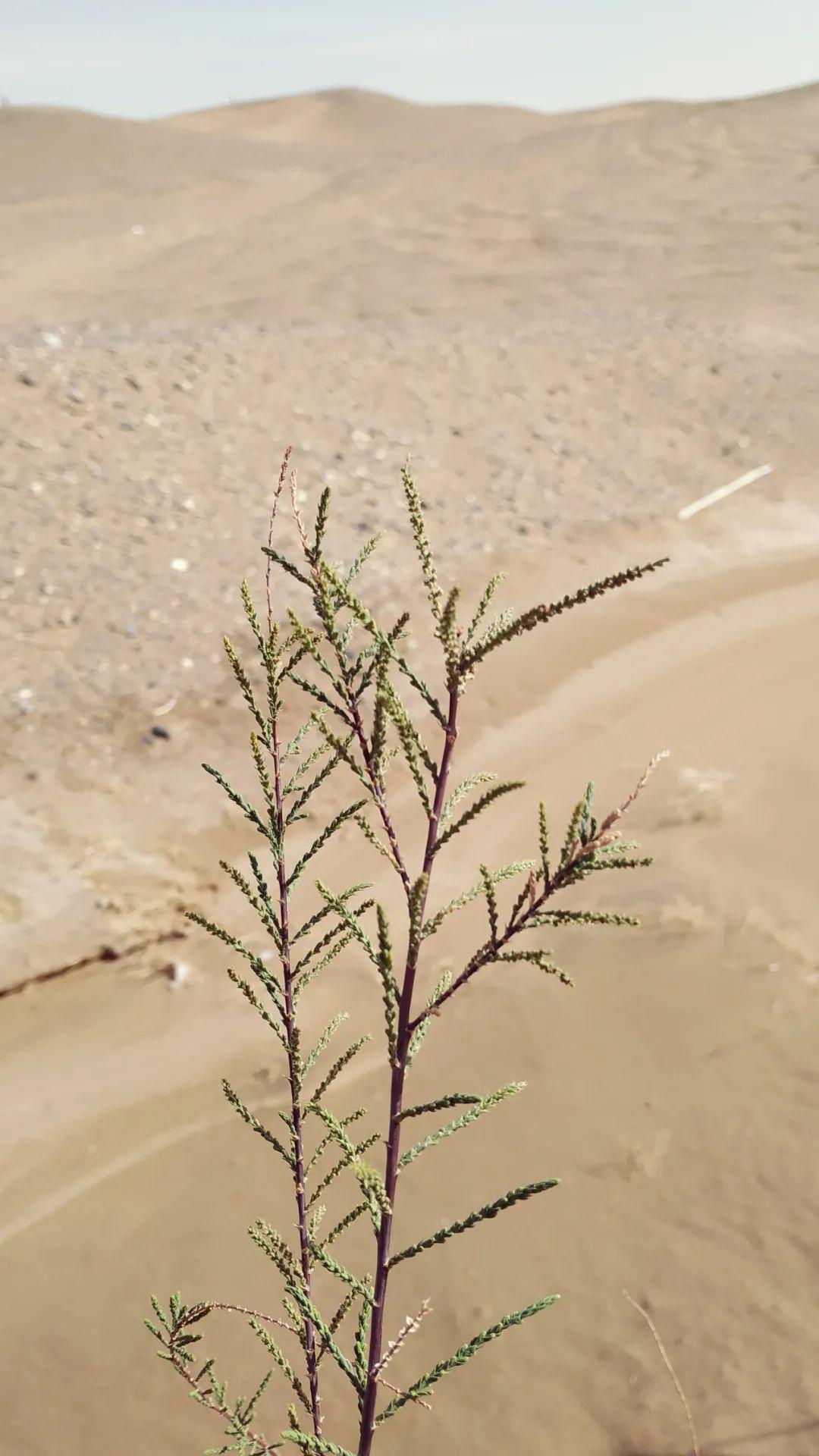 已经发芽的红柳最后,谨以此文再次感谢为漠葛公益1号林付出的所有人