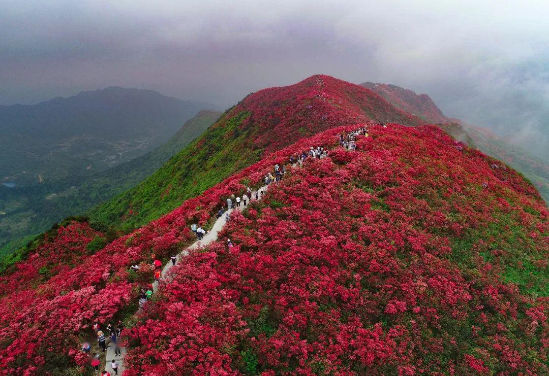 随着无人机的镜头向下俯瞰,丛丛杜鹃花如同它的别名映山红一般,炽烈又